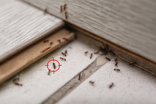 Trusted Hokes Bluff, AL Pest Control Experts